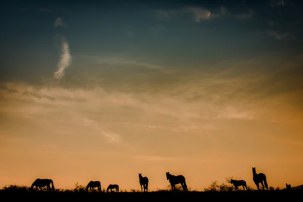 Horses — Stock Photo, Image