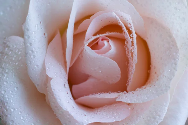 Pink Rose Swirls — Stock Photo, Image