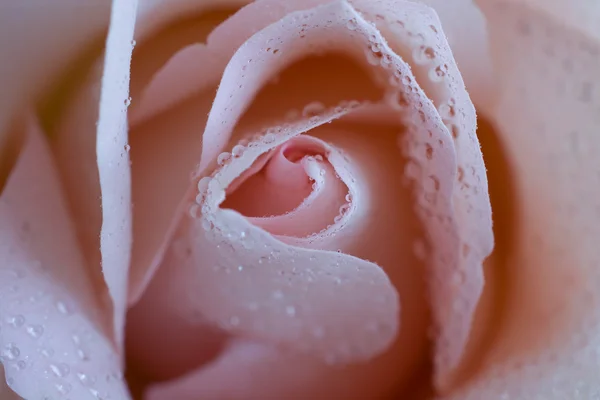 Pink Rose Swirls — Stock Photo, Image