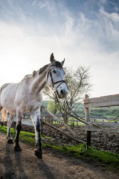 Horse — Stock Photo, Image