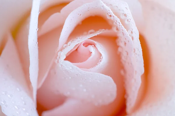 Благородна рожева троянда з краплями води — стокове фото