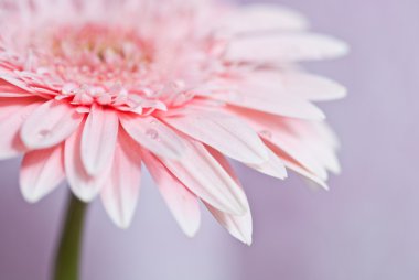 daisy pembe gerbera ait closeup fotoğraf