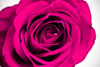 beyaz üzerine kırmızı gül