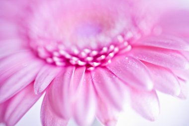 Tatlı Su damlacıkları ile pembe gerbera çiçek