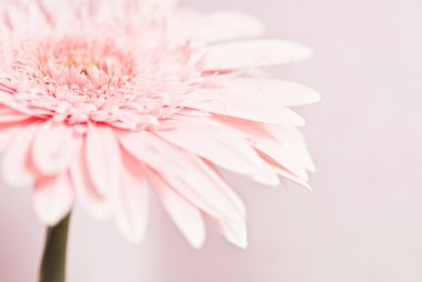 daisy pembe gerbera ait closeup fotoğraf