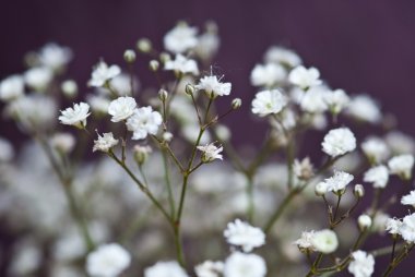 Bahçedeki beyaz çiçek