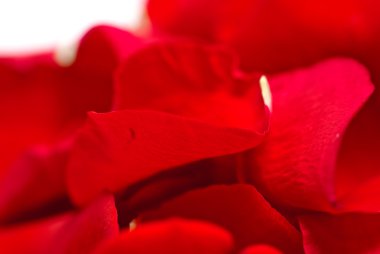 kırmızı gül yaprakları