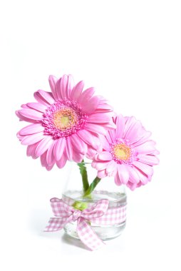 pembe gerbera çiçekleri