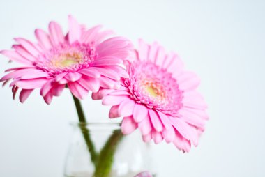 pembe gerbera çiçekleri