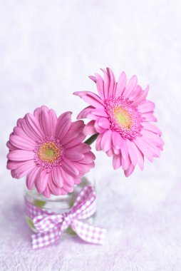 pembe gerbera çiçekleri
