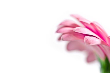 Bir buket pembe çiçek.