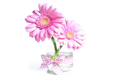 pembe gerbera çiçekleri