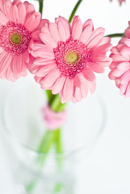 pembe gerbera çiçekleri