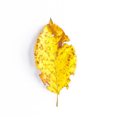 Sonbahar Yaprakları