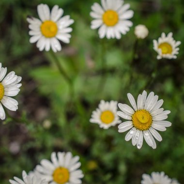 Bahçedeki beyaz çiçek