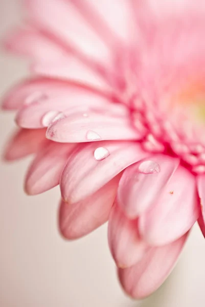 Primer plano de flor rosa gerbera con gotitas de agua —  Fotos de Stock