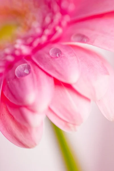 Close-up van roze gerberabloemen met waterdruppeltjes — Stockfoto