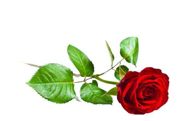Rosa roja en el blanco — Foto de Stock