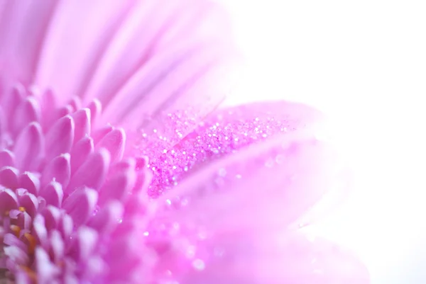 Closeup de flor de gerbera rosa com gotas de água — Fotografia de Stock