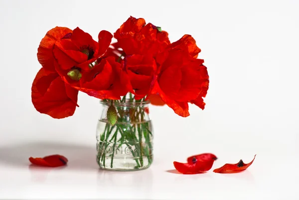 Red poppy — Stock Photo, Image