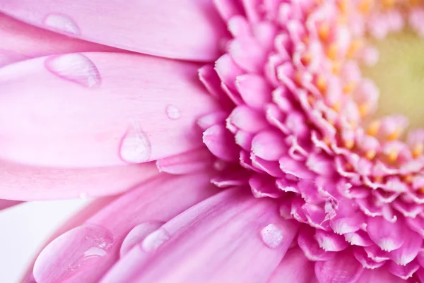 Närbild av rosa gerbera blomma med vattendroppar — Stockfoto