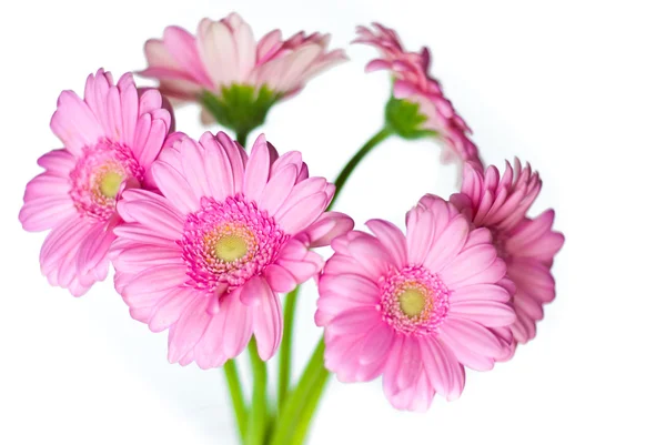 Flera Gerbera på vit bakgrund — Stockfoto