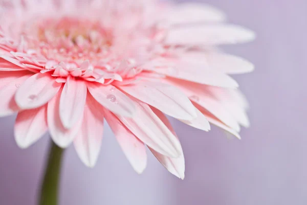 Närbild foto av pink daisy gerbera — Stockfoto