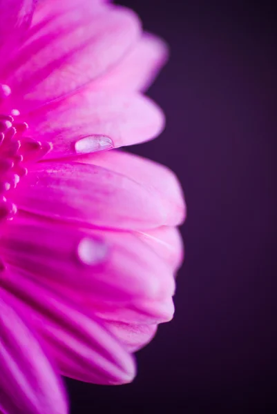 Närbild av rosa gerbera blomma med vattendroppar — Stockfoto