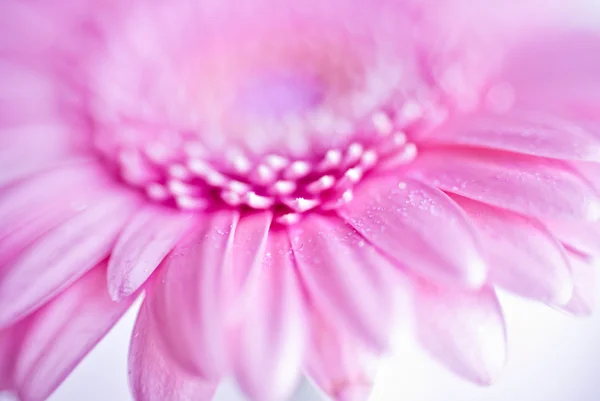 Närbild av rosa gerbera blomma med vattendroppar — Stockfoto