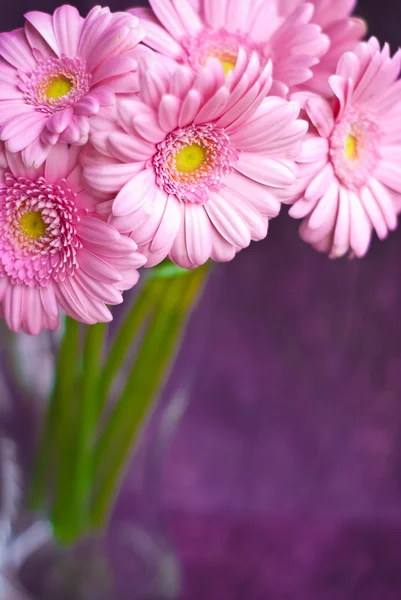 グランジ紫色の背景にピンクのガーバー ヒナギク — ストック写真