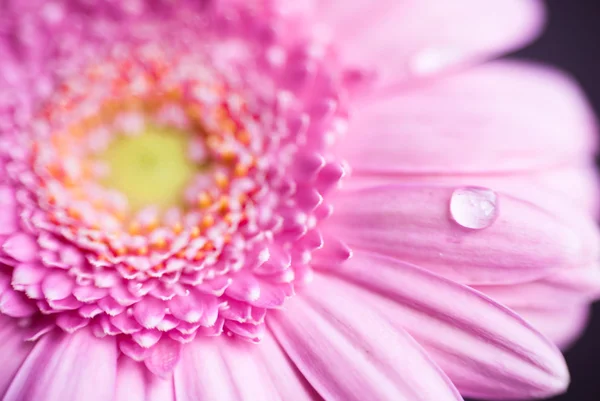 Gros plan de fleur de gerbera rose avec des gouttelettes d'eau — Photo