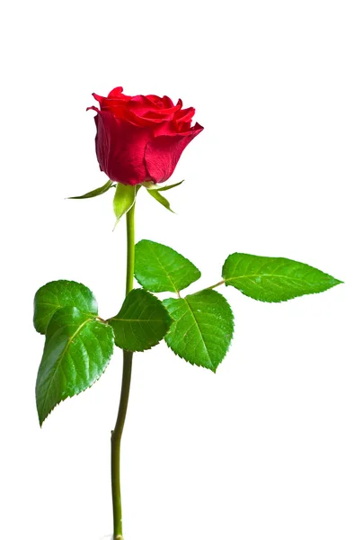 Red rose on the white — Stock Photo, Image