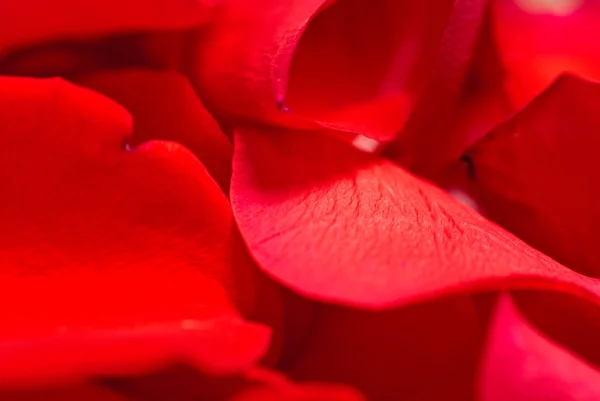 Kırmızı gül yaprakları — Stok fotoğraf