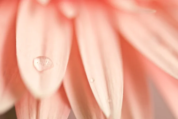 Primer plano de flor rosa gerbera con gotitas de agua — Foto de Stock