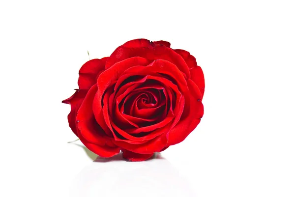 Rosa roja en el blanco — Foto de Stock