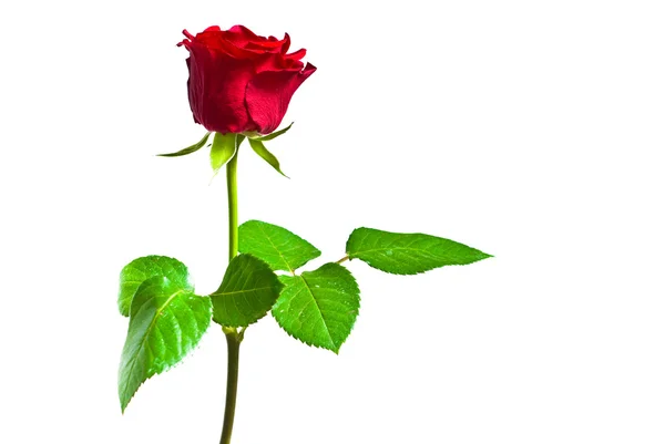 Czerwona róża biały — Zdjęcie stockowe