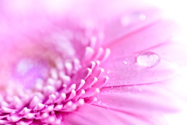 Primer plano de flor rosa gerbera con gotitas de agua —  Fotos de Stock