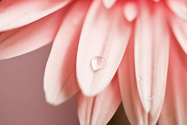 Daisy pembe gerbera ait closeup fotoğraf — Stok fotoğraf
