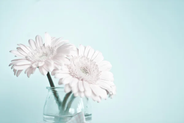 Witte gerbera 's — Stockfoto