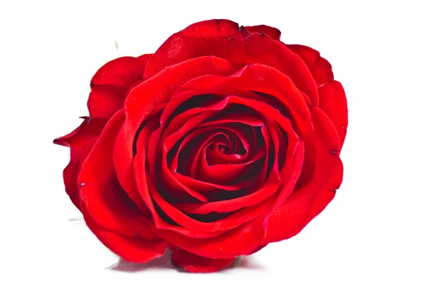 Rote Rose — Stockfoto