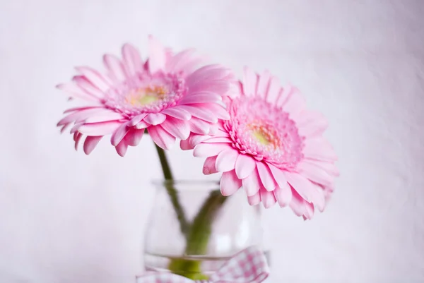 Rosa Gerbera-Blüten — Stockfoto