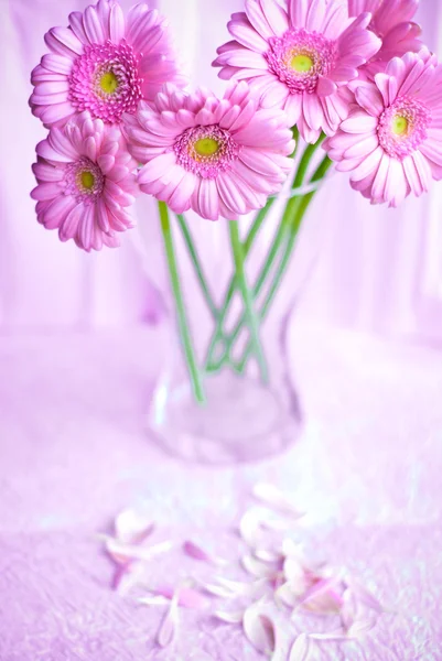 Pink gerbera flowers — Stock Photo, Image