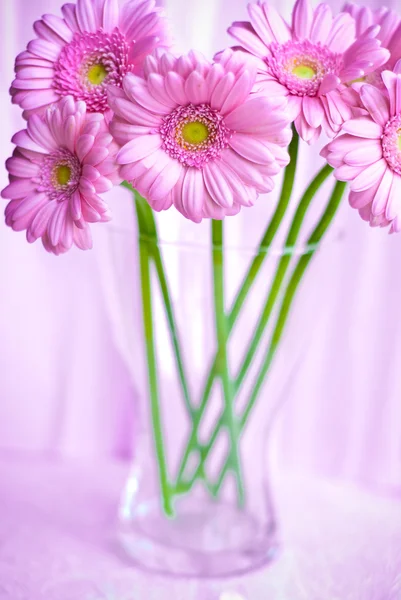 Pembe gerbera çiçekleri — Stok fotoğraf