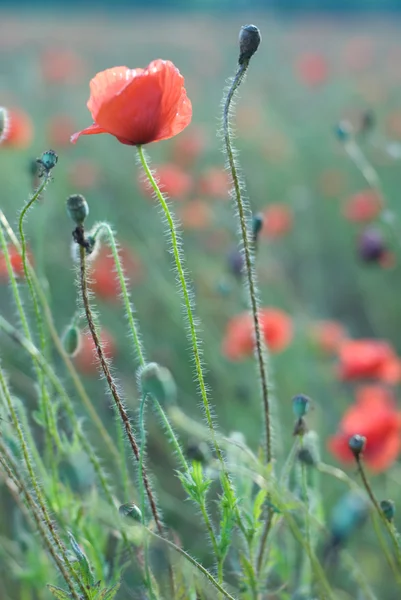 Roter Mohn — Stockfoto