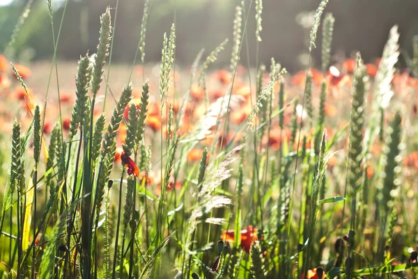 Rode papaver — Stockfoto