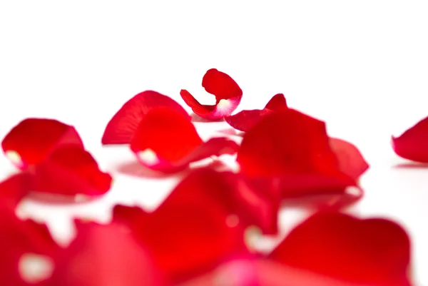 Pétalos de rosa roja — Foto de Stock