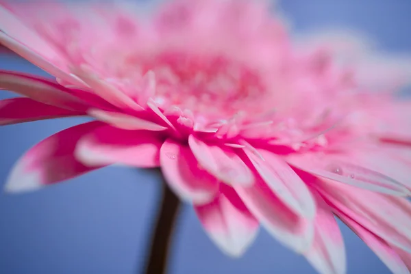 Close-up foto van roze daisy gerbera — Stockfoto