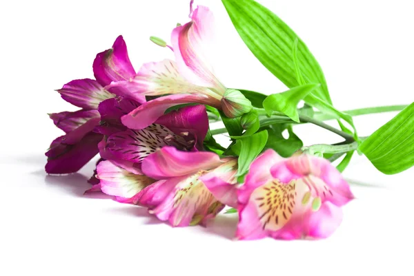 Bouquet of pink flowers — Stock Photo, Image