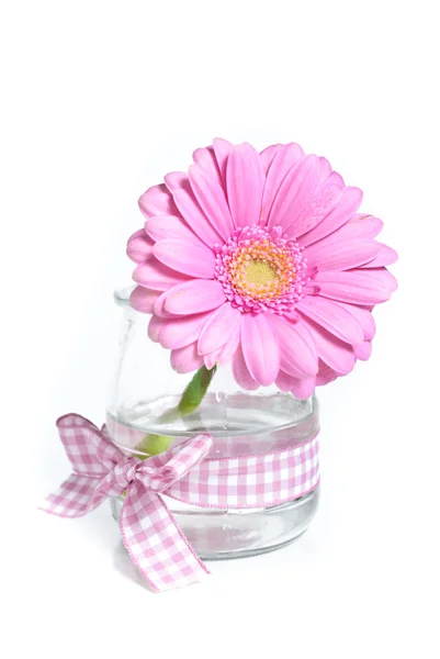 Närbild foto av pink daisy gerbera — Stockfoto