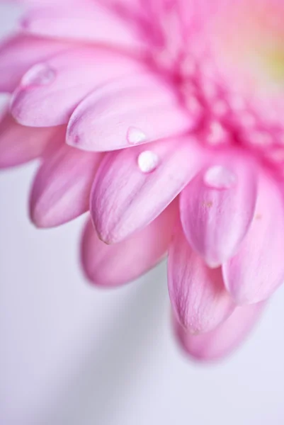 Foto de close-up de rosa daisy gerbera — Fotografia de Stock